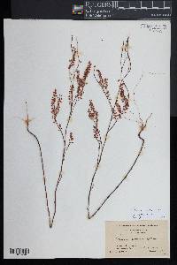 Polygonum articulatum image