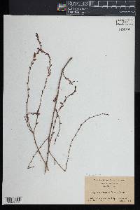 Polygonum ramosissimum image