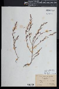 Polygonum ramosissimum image