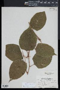 Reynoutria japonica image