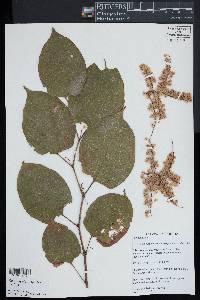 Reynoutria japonica image