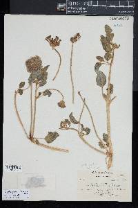 Tripterocalyx micranthus image