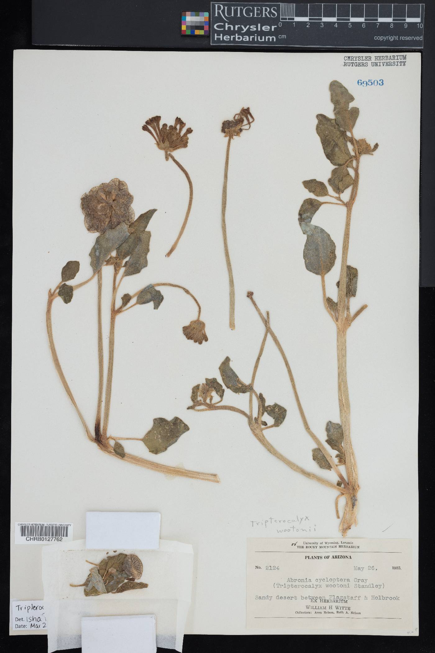 Tripterocalyx micranthus image