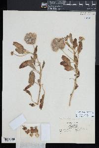 Tripterocalyx micranthus image