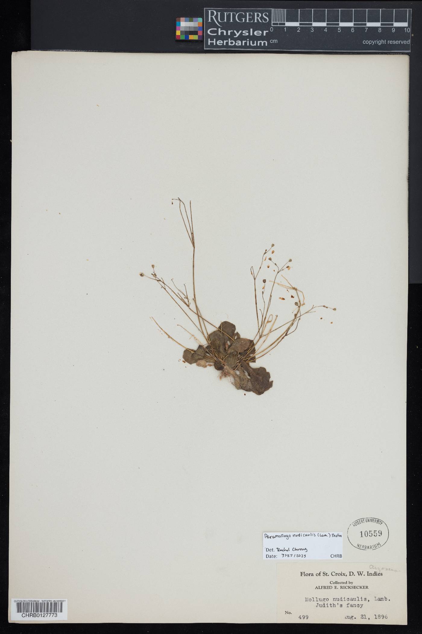 Paramollugo image