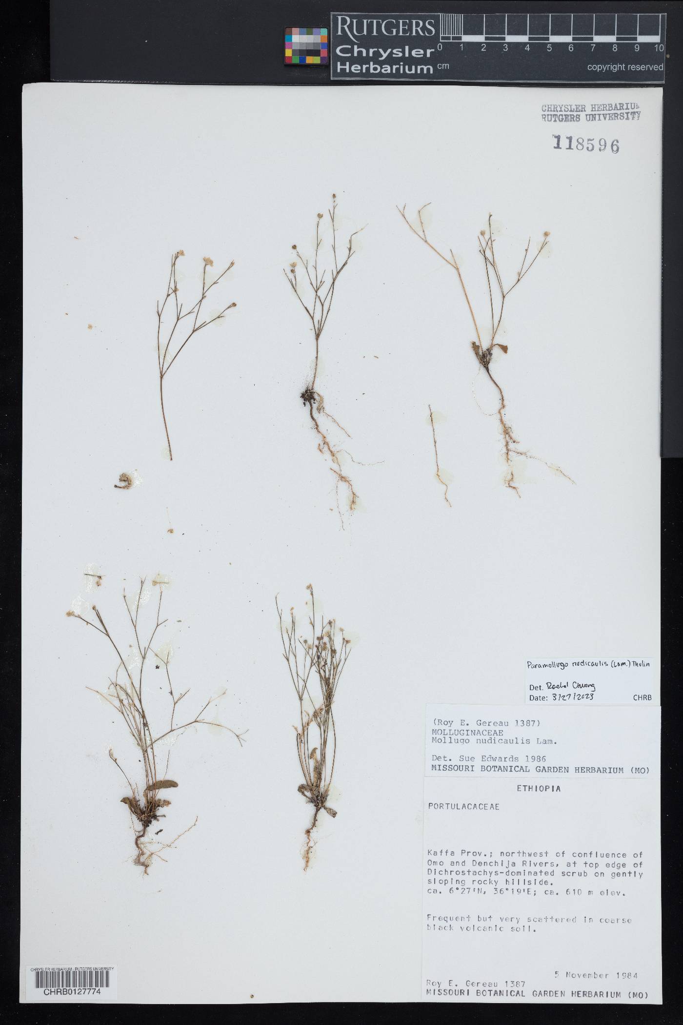 Paramollugo nudicaulis image