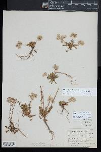 Calyptridium umbellatum image