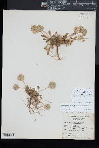 Calyptridium umbellatum image