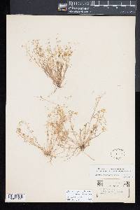 Claytonia gypsophiloides image