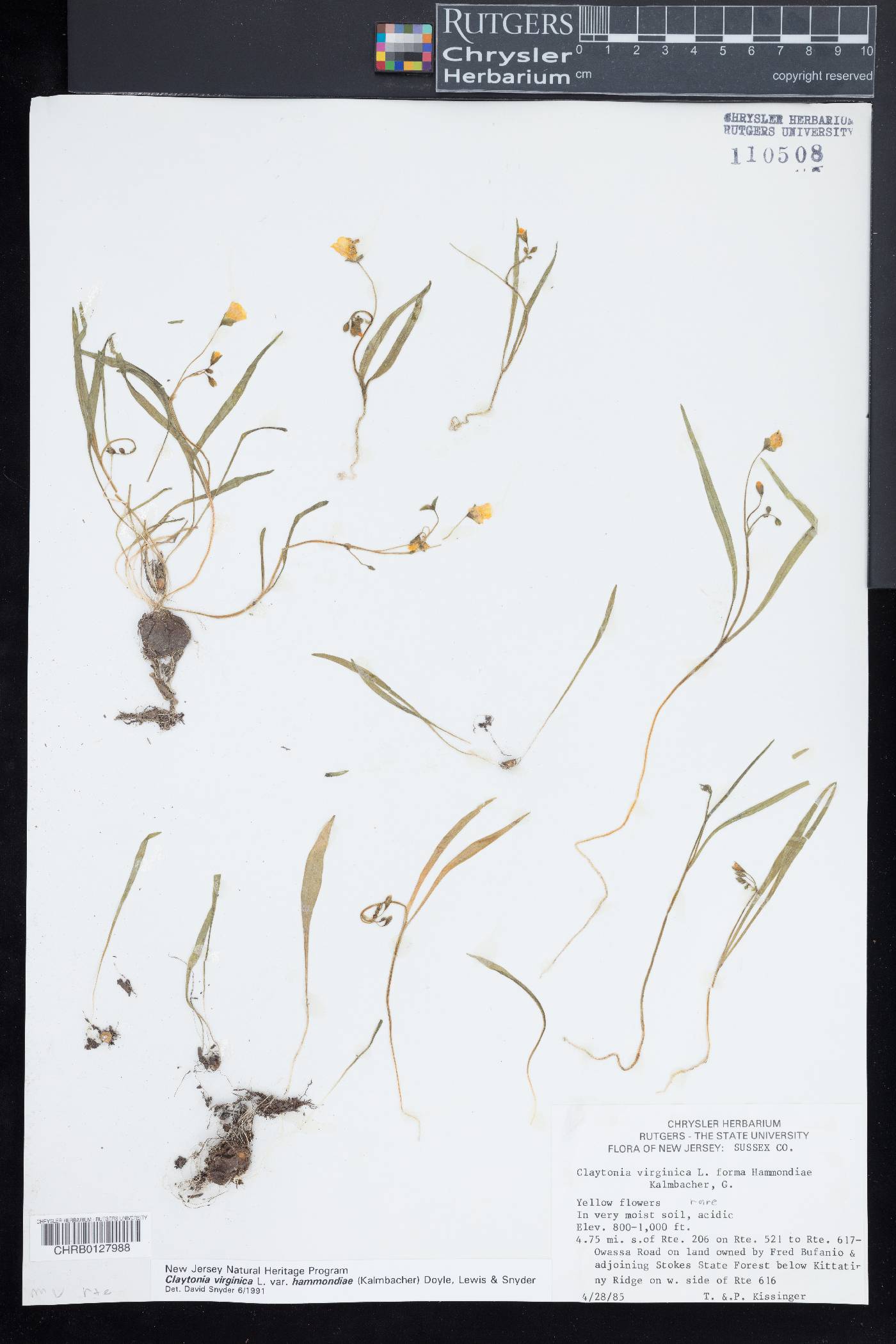 Claytonia virginica var. hammondiae image