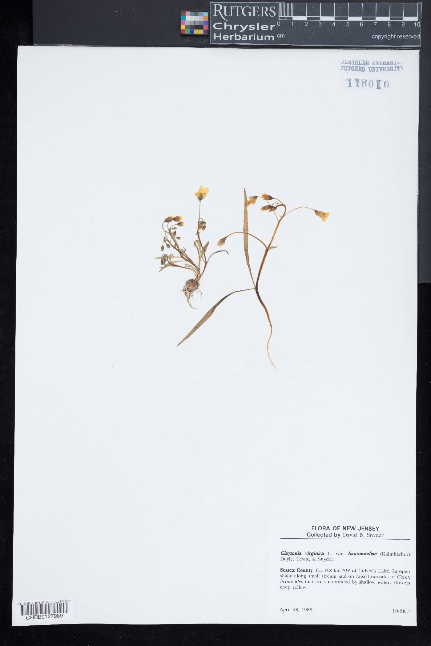 Claytonia virginica var. hammondiae image
