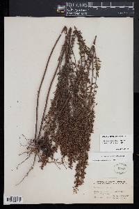 Lechea mucronata image