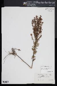 Lechea mucronata image