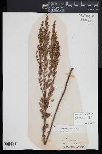 Lechea mucronata image