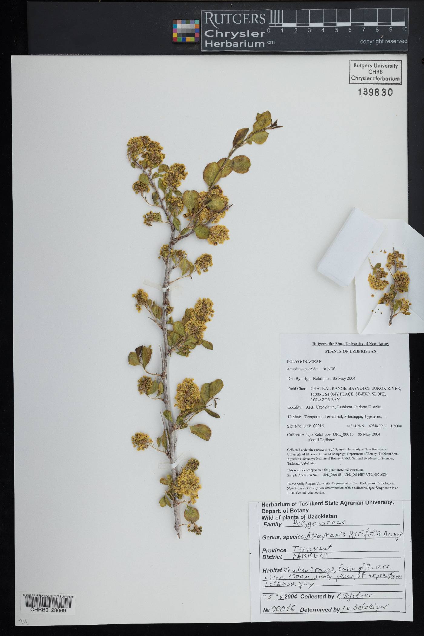 Atraphaxis pyrifolia image