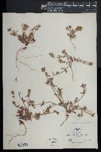 Chorizanthe cuspidata image