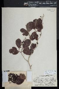 Coccoloba diversifolia image