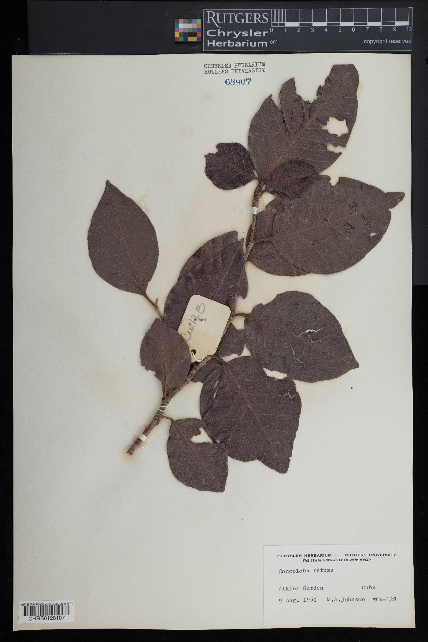 Coccoloba retusa image