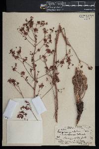 Eriogonum alatum image