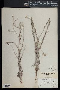 Eriogonum annuum image