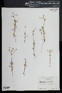 Eriogonum argillosum image