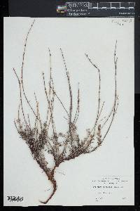 Eriogonum heermannii image