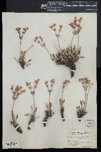 Eriogonum lachnogynum image