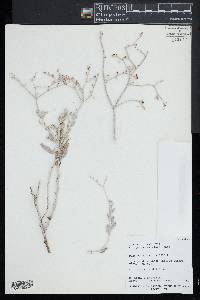 Eriogonum nummulare image