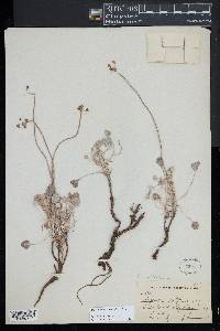 Eriogonum ovalifolium image