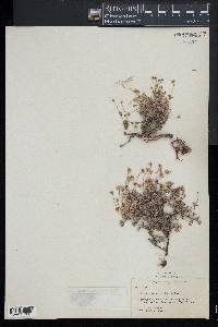 Eriogonum thymoides image