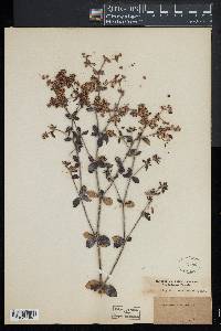 Eriogonum tomentosum image