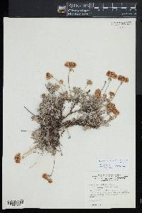 Eriogonum umbellatum var. aridum image