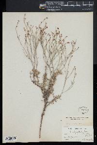 Eriogonum wrightii image