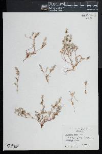 Hollisteria lanata image