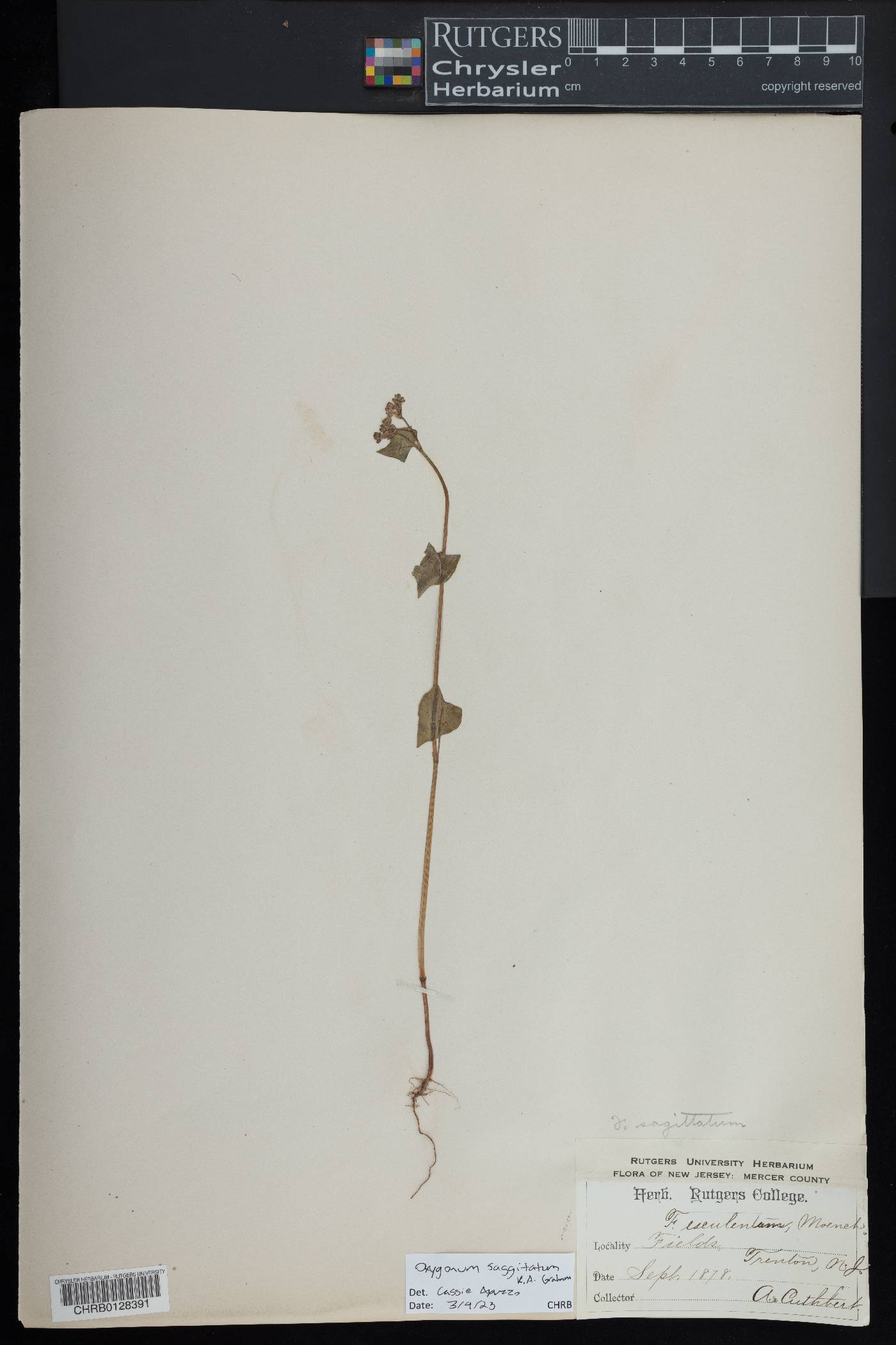 Oxygonum sagittatum image