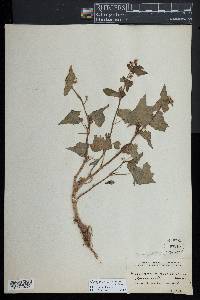 Oxygonum sagittatum image