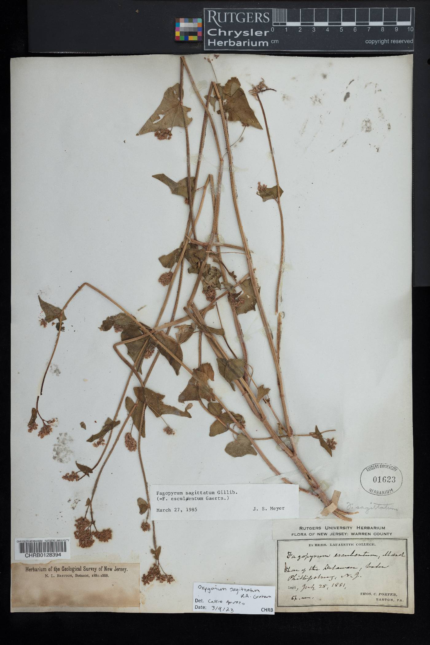 Oxygonum sagittatum image
