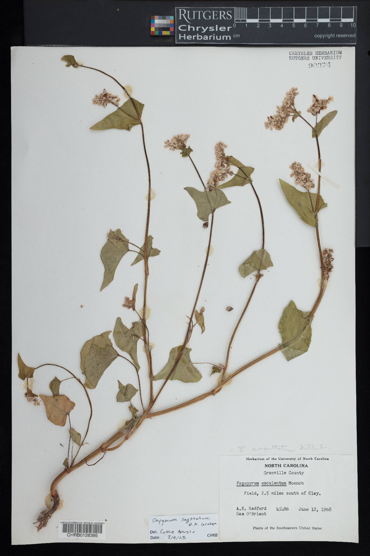 Oxygonum sagittatum image