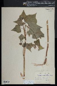 Oxygonum sagittatum image