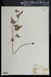 Oxygonum sagittatum image