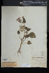 Oxygonum sagittatum image