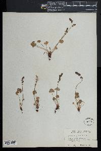 Oxyria digyna image