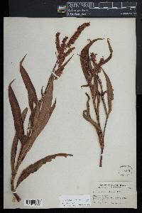 Image of Persicaria acuminata