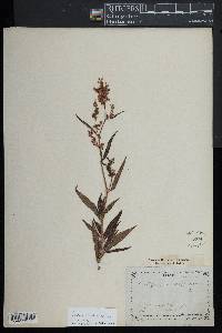 Persicaria alpina image
