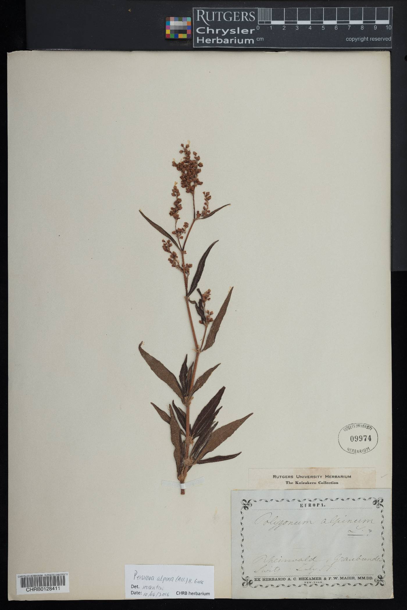 Persicaria alpina image