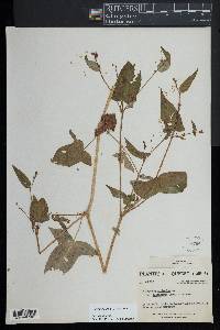 Persicaria arifolia image