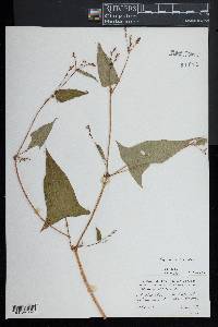 Persicaria arifolia image