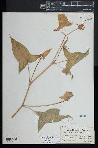 Persicaria arifolia image