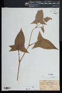 Persicaria arifolia image