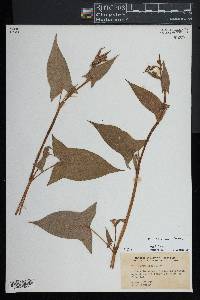 Persicaria arifolia image